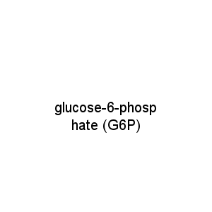 glucose-6-phosphate (G6P)